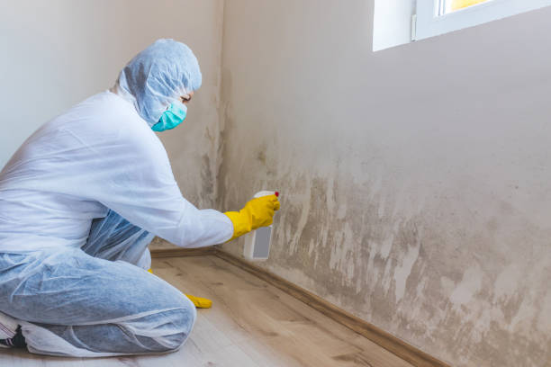 Licensed Mold Inspection service in Waban, MA - WQB Mold Removal