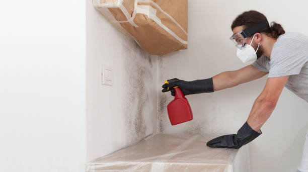 Professional Mold Inspection technician working in Waban, MA